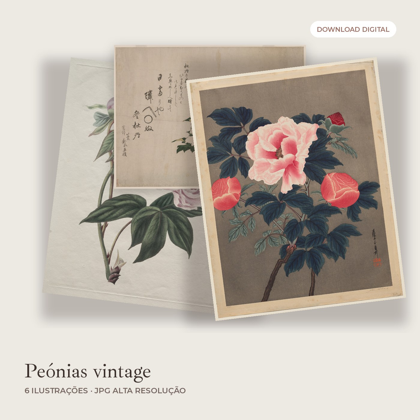 Peónias vintage: 6 ilustrações
