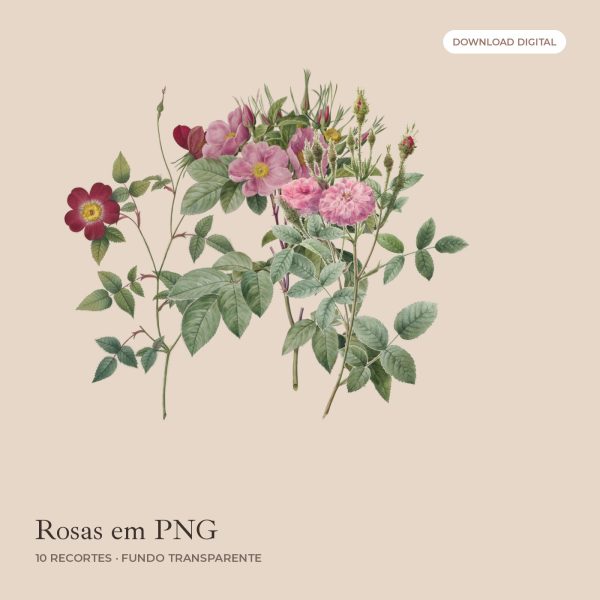 Rosas em PNG: 10 recortes com fundo transparente