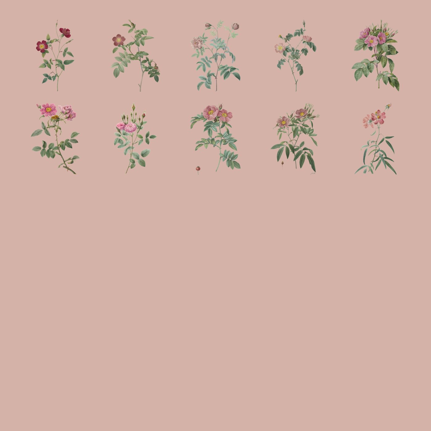 Rosas em PNG: 10 recortes com fundo transparente - Image 2