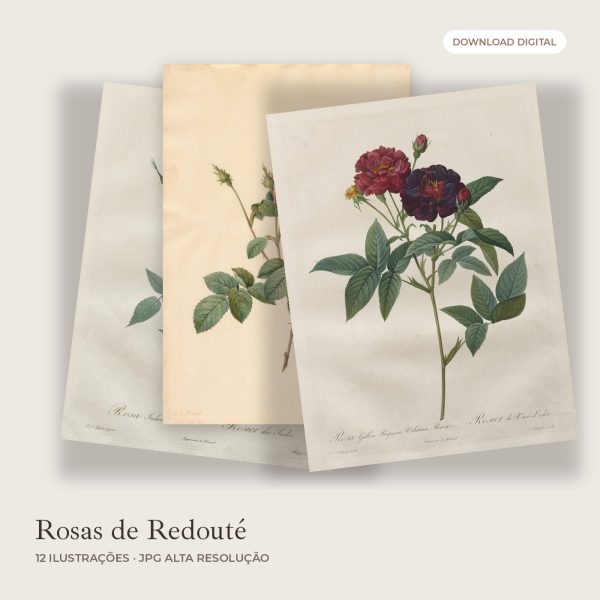 Rosas de Redouté: 12 ilustrações vintage